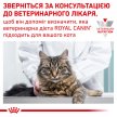 Фото - ветеринарные корма Royal Canin GASTRO INTESTINAL лечебные консервы для кошек при нарушениях пищеварения