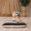 Фото 6 - одяг Pet Fashion Topaz кепка для собак