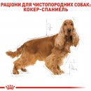 Фото - сухий корм Royal Canin COCKER ADULT (КОКЕР ЕДАЛТ) корм для собак від 10 місяців