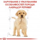 Фото 4 - сухой корм Royal Canin LABRADOR RETRIEVER PUPPY (ЛАБРАДОР РЕТРИВЕР ПАППИ) корм для щенков до 15 месяцев