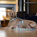 Фото 4 - амуніція Max & Molly Urban Pets Multi-Function Leash багатофункціональний повідець для собак Aloha