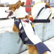 Фото 3 - рятувальні жилети Fovis Wan Talk Cartoon Style Reflective Life Jacket рятувальний жилет для собак
