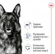 Фото 3 - сухий корм Royal Canin MAXI ADULT (СОБАКИ ВЕЛИКИХ ПОРІД ЕДАЛТ) корм для собак до 5 років