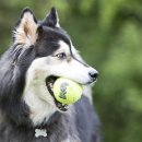 Фото - іграшки Kong SQUEAK AIR BALL іграшка для собак пищалка ТЕНІСНИЙ М'ЯЧИК