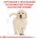 Фото - сухой корм Royal Canin GOLDEN RETRIEVER PUPPY (ГОЛДЕН РЕТРИВЕР ПАППИ) корм для щенков до 15 месяцев