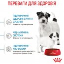 Фото - сухой корм Royal Canin MINI STARTER MOTHER & BABYDOG корм для беременных и кормящих сук и щенков мини-пород