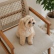 Фото 6 - одяг Pet Fashion Glamour кепка для собак