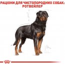 Фото - сухой корм Royal Canin ROTTWEILER ADULT (РОТВЕЙЛЕР ЭДАЛТ) корм для собак от 18 месяцев