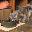 Фото 5 - миски, напувалки, фонтани PetSafe Drinkwell Current автоматична поїлка-фонтан для собак і котів