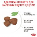 Фото - сухой корм Royal Canin MINI PUPPY корм для щенков мелких пород от 2 до 10 месяцев