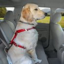 Фото - амуниция Kurgo Tru-Fit Smart Dog Car Harness универсальная автомобильная шлея для собак, красный