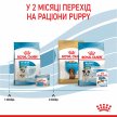 Фото 14 - сухой корм Royal Canin MINI STARTER MOTHER & BABYDOG корм для беременных и кормящих сук и щенков мини-пород