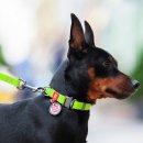 Фото - амуниция Collar WAUDOG WATERPROOF суперпрочный поводок для собак из водоотталкивающего материала, салатовый