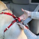 Фото - амуниция Kurgo Tru-Fit Smart Dog Car Harness универсальная автомобильная шлея для собак, красный