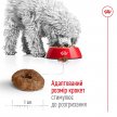 Фото 9 - сухой корм Royal Canin MINI AGEING 12+ (СОБАКИ МЕЛКИХ ПОРОД ЭЙДЖИН 12+) корм для собак от 12 лет