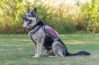 Фото 9 - амуниция Voyager Pet Dog Bagpack cумка-седло для собак, красный с серым