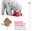 Фото 4 - сухий корм Royal Canin MINI ADULT 8+ (СОБАКИ ДРІБНИХ ПОРІД ЕДАЛТ 8+) корм для собак від 8 років