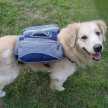 Фото 10 - амуниция Voyager Pet Dog Bagpack cумка-седло для собак, синий с серым