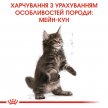 Фото - сухий корм Royal Canin KITTEN MAINE COON (МЕЙН КУН КІТТЕН) корм для кошенят