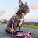 Фото - амуниция Max & Molly Urban Pets Smart ID Collar ошейник для собак с QR-кодом Leopard Pink