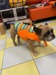 Фото 2 - рятувальні жилети Fovis Derby Fish Design рятувальний жилет для собак, помаранчевий