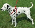 Фото 2 - амуниция Collar Dog Extremе нейлоновая регулируемая шлея для собак, черный