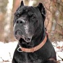Фото 5 - амуниция Collar Кожаный ошейник двойной для собак со стразами