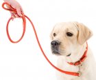 Фото 5 - амуниция Collar Glamour Поводок для собак круглый