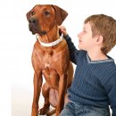 Фото 2 - амуниция Collar Brilliance ЗВЕЗДЫ ошейник премиум класса БЕЛЫЙ, лакированная кожа