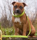 Фото 7 - амуниция Collar Glamour Поводок для собак плоский