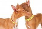 Фото 6 - амуниция CoLLaR Glamour - кожанный ошейник для собак с украшением аппликация