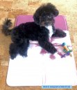 Фото 3 - лежаки, матрасы, коврики и домики Trixie Cooling Mat - Подстилка охлаждающая для собак и кошек РОЗОВАЯ