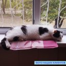 Фото 4 - лежаки, матрасы, коврики и домики Trixie Cooling Mat - Подстилка охлаждающая для собак и кошек РОЗОВАЯ