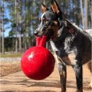 Фото 6 - іграшки Jolly Pets TUG-N-TOSS іграшка для собак, м'яч з ручкою МАЛИЙ