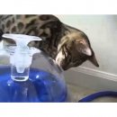 Фото 5 - миски, напувалки, фонтани Hagen Catit Large Drinking Fountain - Питний фонтан для котів та собак (50050)
