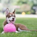 Фото 2 - іграшки Jolly Pets BOUNCE-N-PLAY іграшка для собак, м'яч СЕРЕДНІЙ