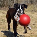 Фото 4 - іграшки Jolly Pets ROMP-N-ROLL іграшка для собак, м'яч з канатом ВЕЛИКИЙ