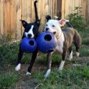 Фото 4 - іграшки Jolly Pets TEASER BALL іграшка для собак, м'яч у м'ячі СЕРЕДНІЙ