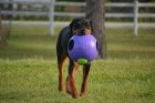 Фото 4 - іграшки Jolly Pets TEASER BALL іграшка для собак, м'яч у м'ячі ВЕЛИКИЙ