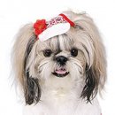 Фото - одежда Pet Fashion (Пет Фешин) ЛЬНЯНАЯ кепка для собак