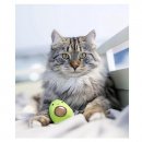 Фото 3 - игрушки Petstages AVOCATO игрушка для кошек АВОКАДО