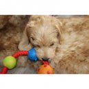 Фото 3 - іграшки PETSTAGES Multi Texture Chew Ring - Канат-кільце з м'ячиками - іграшка для собак