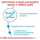 Фото - сухой корм Royal Canin GIANT JUNIOR ACTIVE (ЮНИОРЫ ГИГАНТСКИХ ПОРОД АКТИВ) корм для щенков от 8-24 месяцев