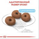 Фото - сухий корм Royal Canin GIANT STARTER MOTHER & BABYDOG корм для вагітних та годуючих сук та цуценят гігантських-порід