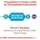 Фото - сухий корм Royal Canin GIANT STARTER MOTHER & BABYDOG корм для вагітних та годуючих сук та цуценят гігантських-порід