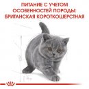 Фото - сухой корм Royal Canin Kitten BRITISH SHORTHAIR (БРИТАНСКАЯ КОРОТКОШЕРСТНАЯ КИТТЕН) корм для котят до 12 месяцев