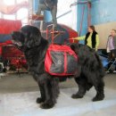 Фото 3 - дрессировка и спорт Collar Dog Extreme сумка на спину собаке