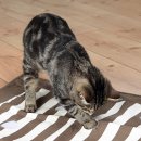 Фото 2 - іграшки Trixie Cat Activity - ігрова підстилка для котів з отворами