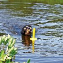 Фото - іграшки Trixie Апорт Mot-Aqua іграшка для собак для гри на воді