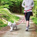 Фото - амуніція Trixie WAIST BELT WITH LEASH повідець з поясним ременем для дрібних та середніх собак (12765)
